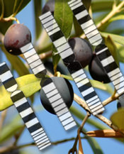 Designing Better Olive Oil through Genetic Mapping designing-better-olive-oil-through-genetic-mapping