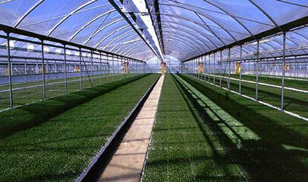 Common Fund Nurseries to Serve as Models for New Technologies common-fund-nurseries-to-serve-as-models-for-new-technologies