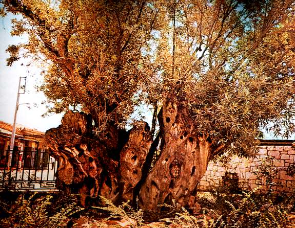 Plato’s Sacred Olive Tree Vanished platos-sacred-olive-tree-vanished
