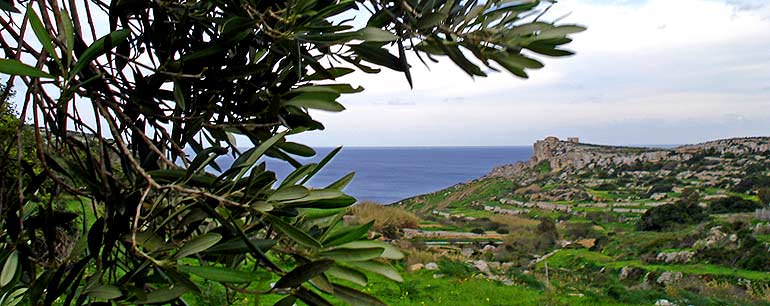 An Olive Grove in Malta an-olive-grove-in-malta