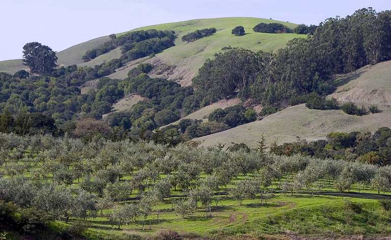 The Toll of Climate Change on California Olive Oil the-toll-of-climate-change-on-california-olive-oil
