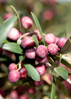 New Olive Variety Launched by Agromillora new-olive-variety-launched-by-agromillora