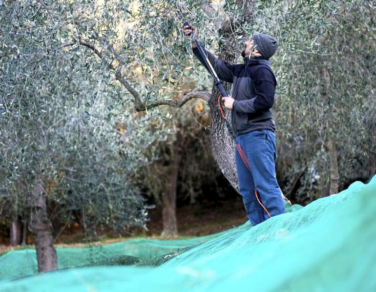 Worldwide Study of Olive Oil Growers’ Production Costs worldwide-study-of-olive-oil-growers-production-costs