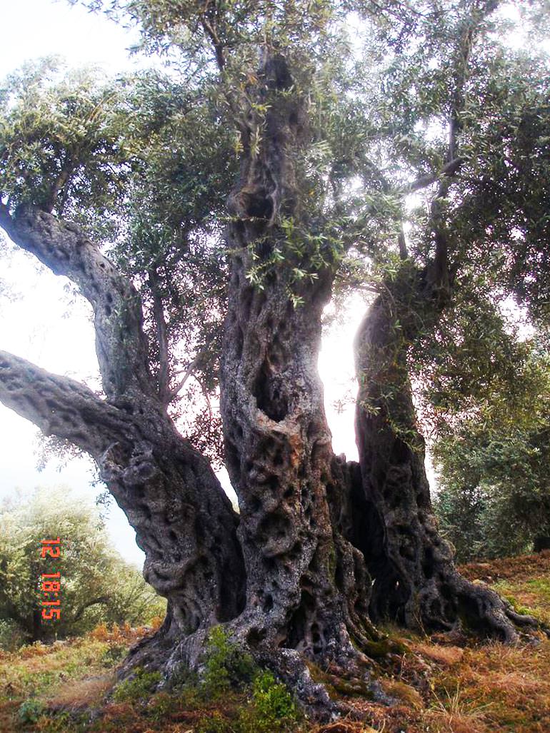 Confirmed: Tree is as Old as it Looks confirmed-tree-is-as-old-as-it-looks
