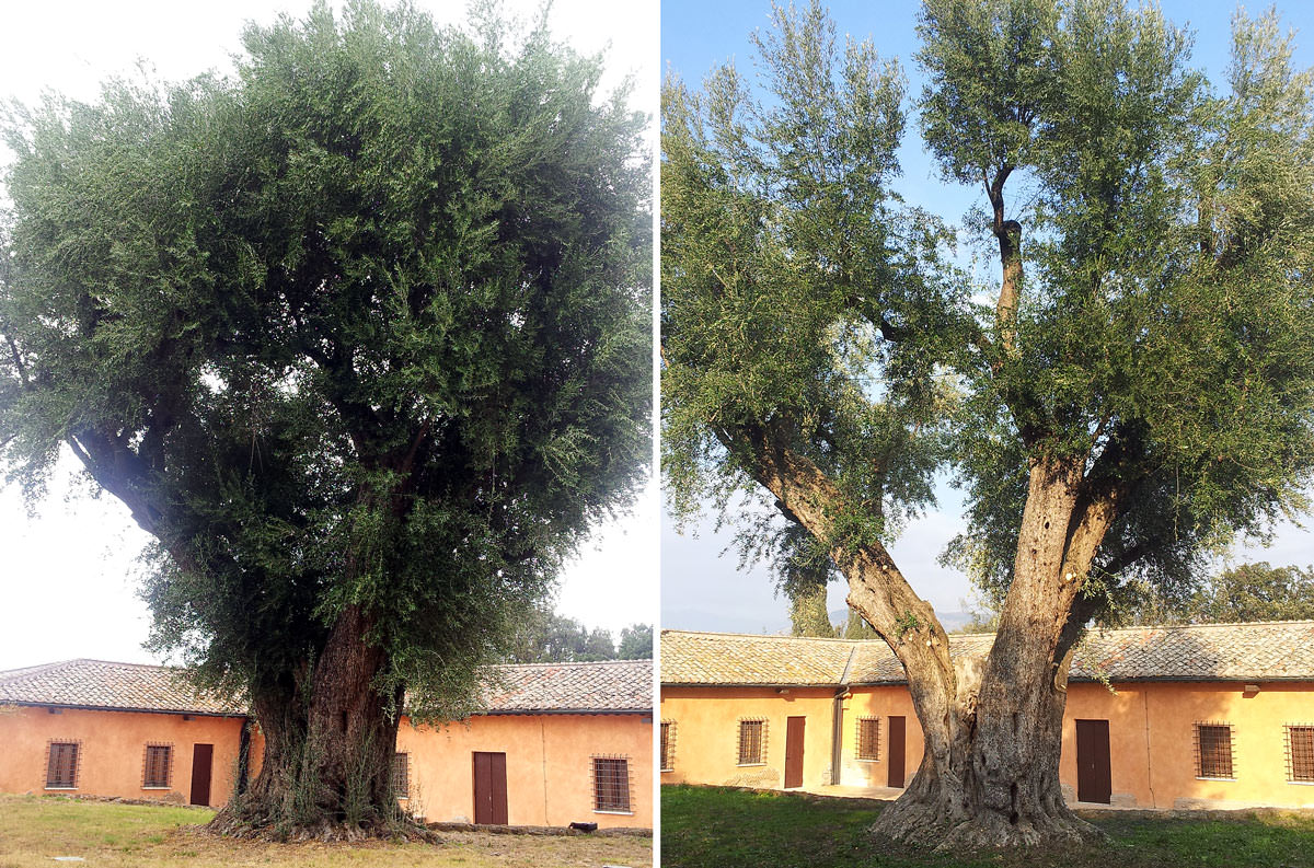 On the Preservation and Maintenance of Monumental Olive Trees on-the-preservation-and-maintenance-of-monumental-olive-trees