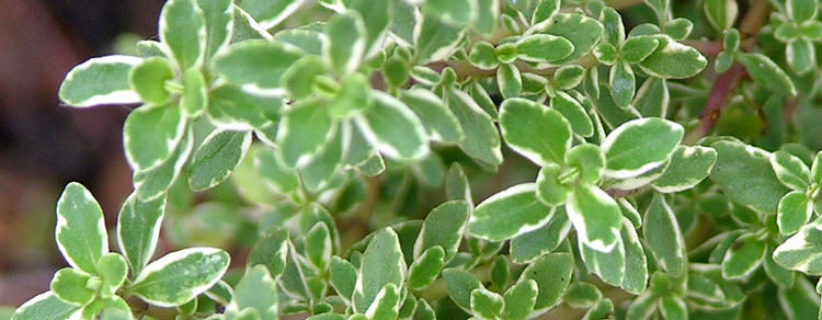 Thyme-Enriched EVOO Prevents DNA Damage thymeenriched-evoo-prevents-dna-damage