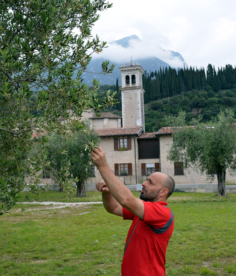 Farmer Produces EVOO from Rescued and Newly Discovered Olive Varieties farmer-produces-evoo-from-rescued-and-newly-discovered-olive-varieties