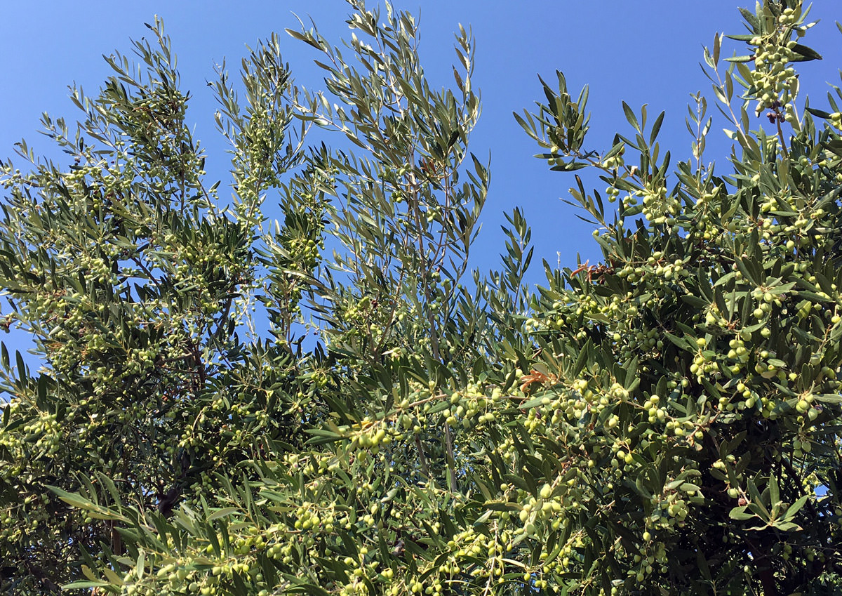 Greek Farmers Expect Lower Yields as Harvest Nears greek-farmers-expect-lower-yields-as-harvest-nears