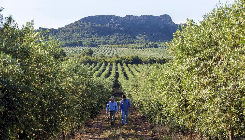 Award-Winning Olive Oil Producer Thinks Weed Control Is for the Birds awardwinning-olive-oil-producer-thinks-weed-control-is-for-the-birds