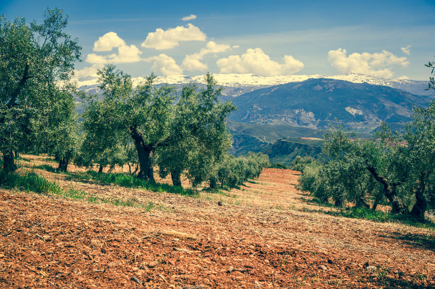 Olive Oil Tours Go From Farm to Bottle olive-oil-tours-go-from-farm-to-bottle