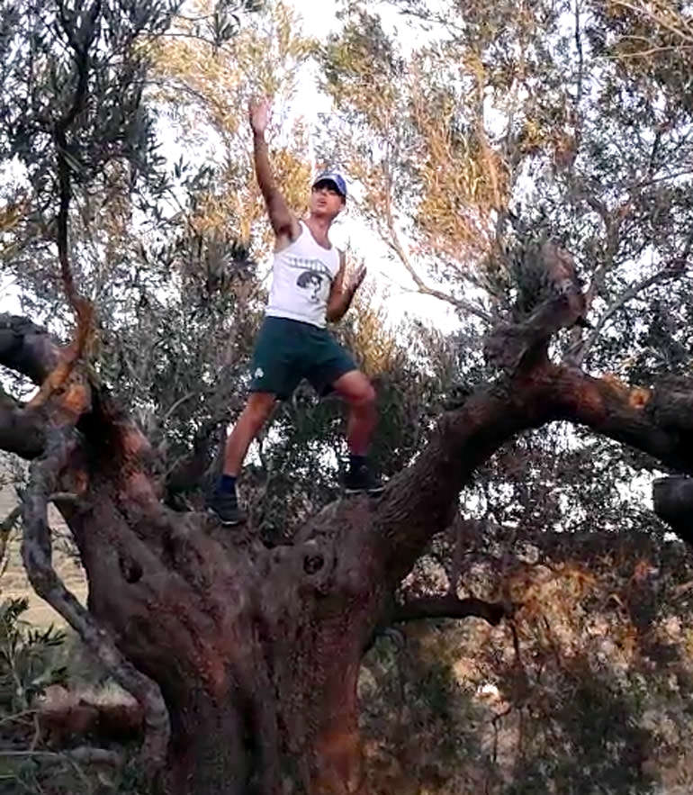 Immortalizing Ancient Olive Trees Through Images immortalizing-ancient-olive-trees-through-images