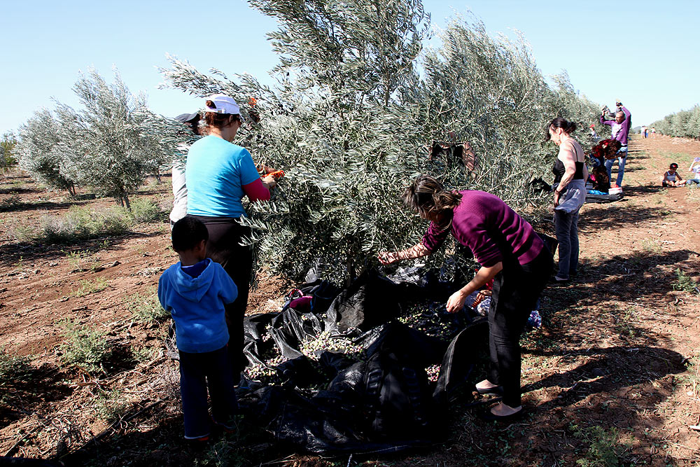 A Harvest for Peace in Israel a-harvest-for-peace-in-israel