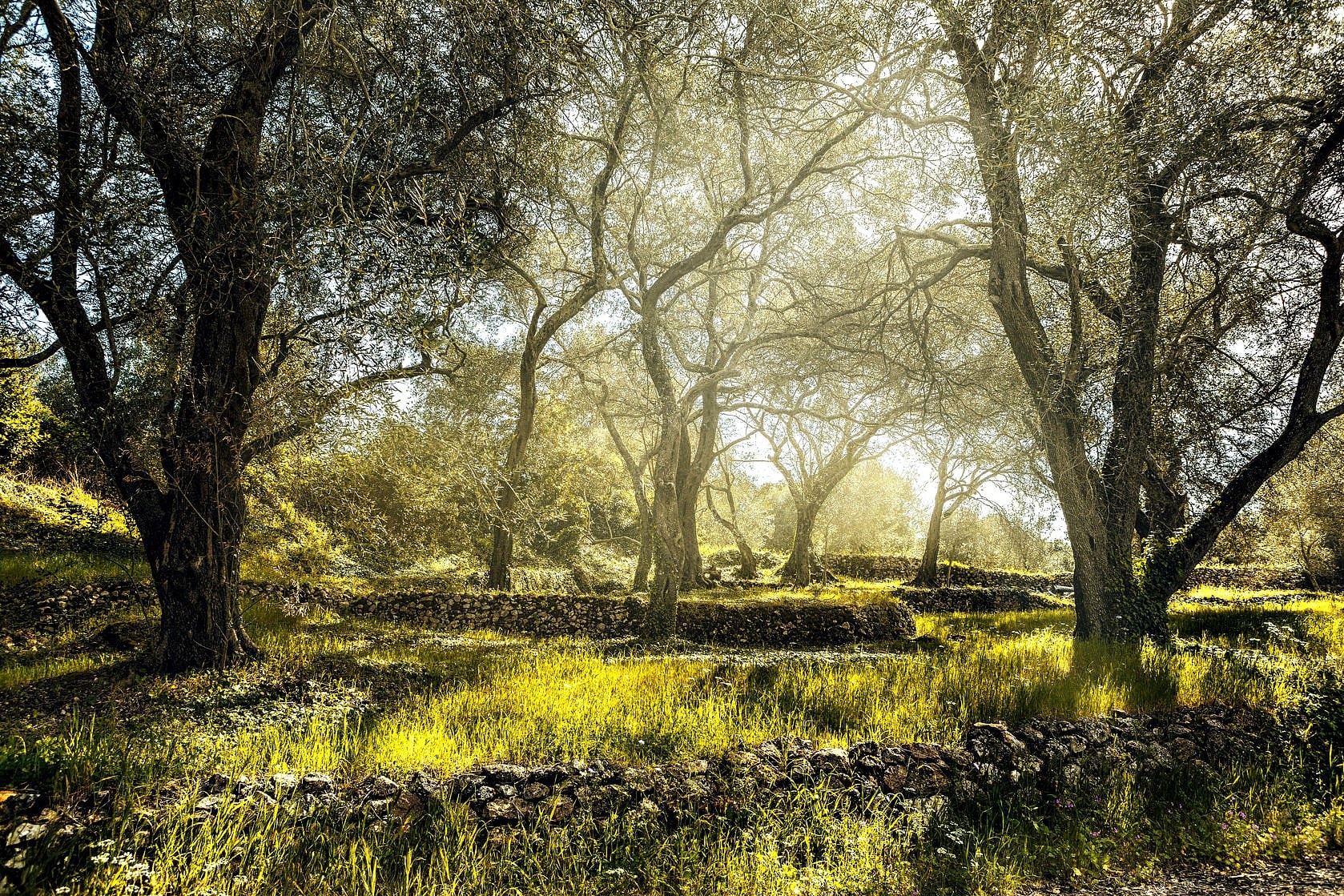 Project in Greece Converts Olive Cultivation Into a Climate Management Tool project-in-greece-converts-olive-cultivation-into-a-climate-management-tool