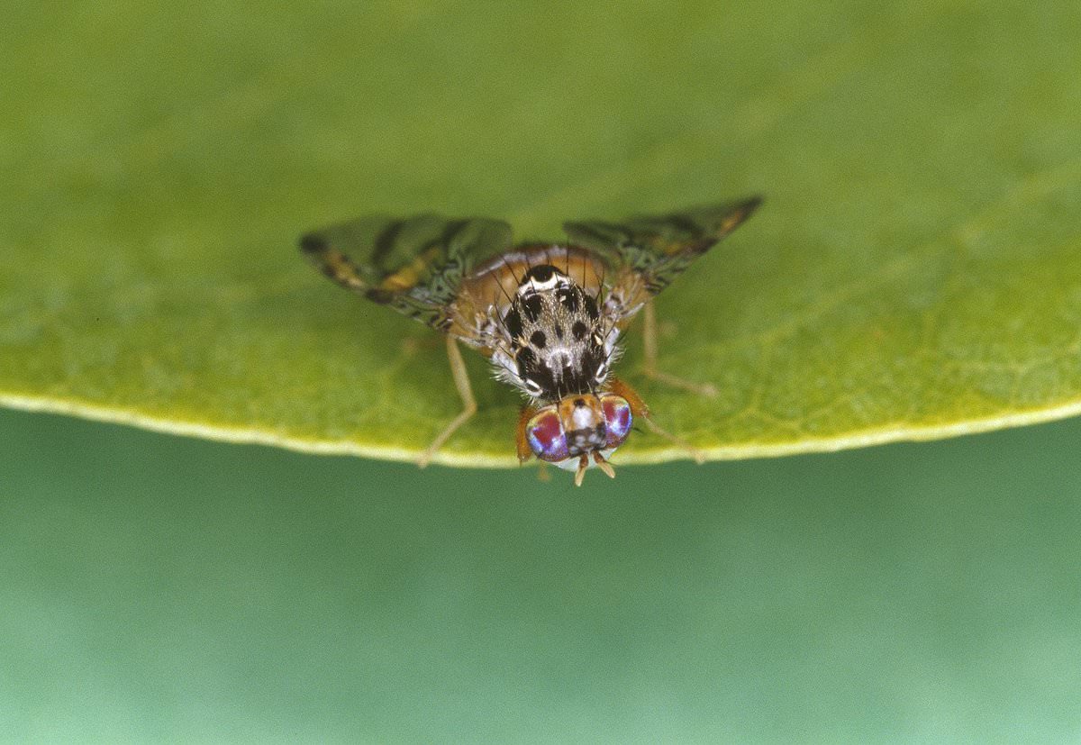 Oxitec's Australian Medfly Trials Proceed oxitecs-australian-medfly-trials-proceed
