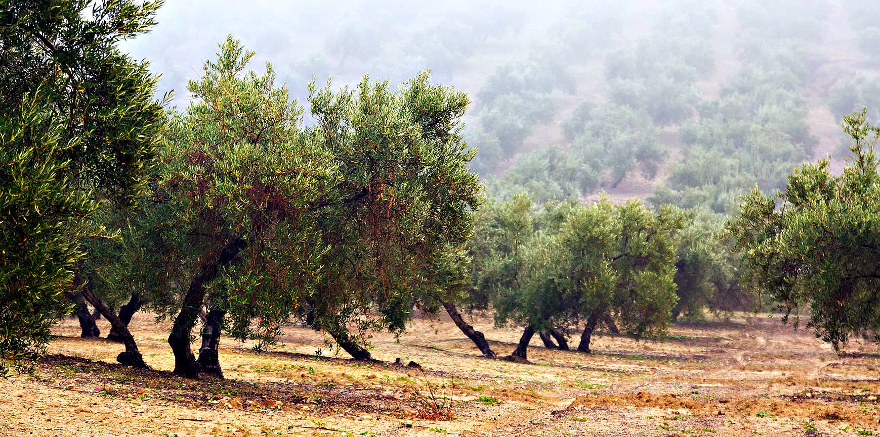 Sharing in the Harvest: Olive Oil CSAs and Tree Adoption Programs sharing-in-the-harvest-olive-oil-csas-and-tree-adoption-programs