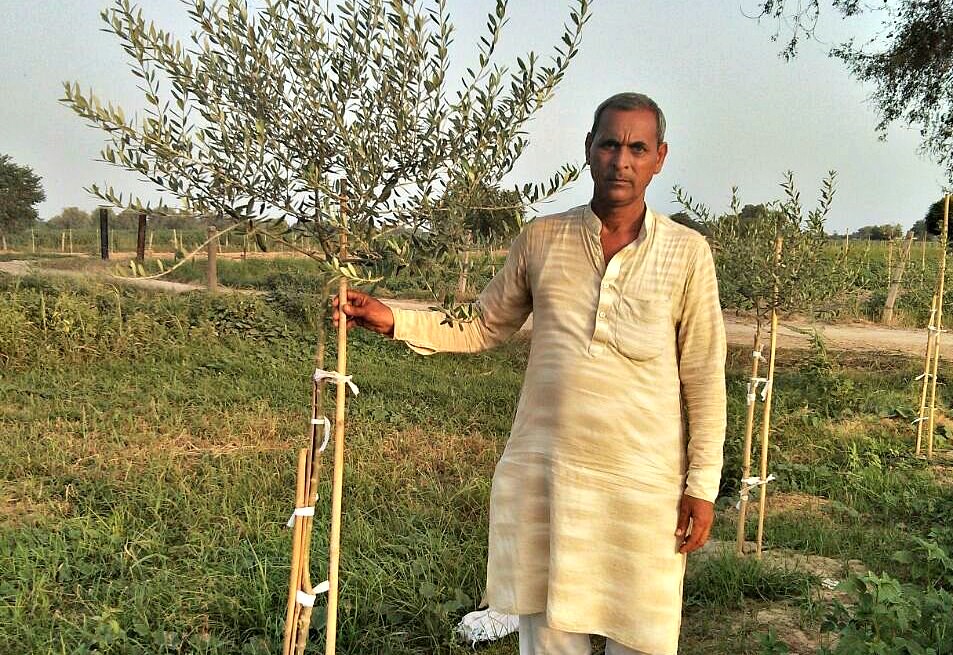 Olive Tea Manufacturing Plant to Open in India olive-tea-manufacturing-plant-to-open-in-india