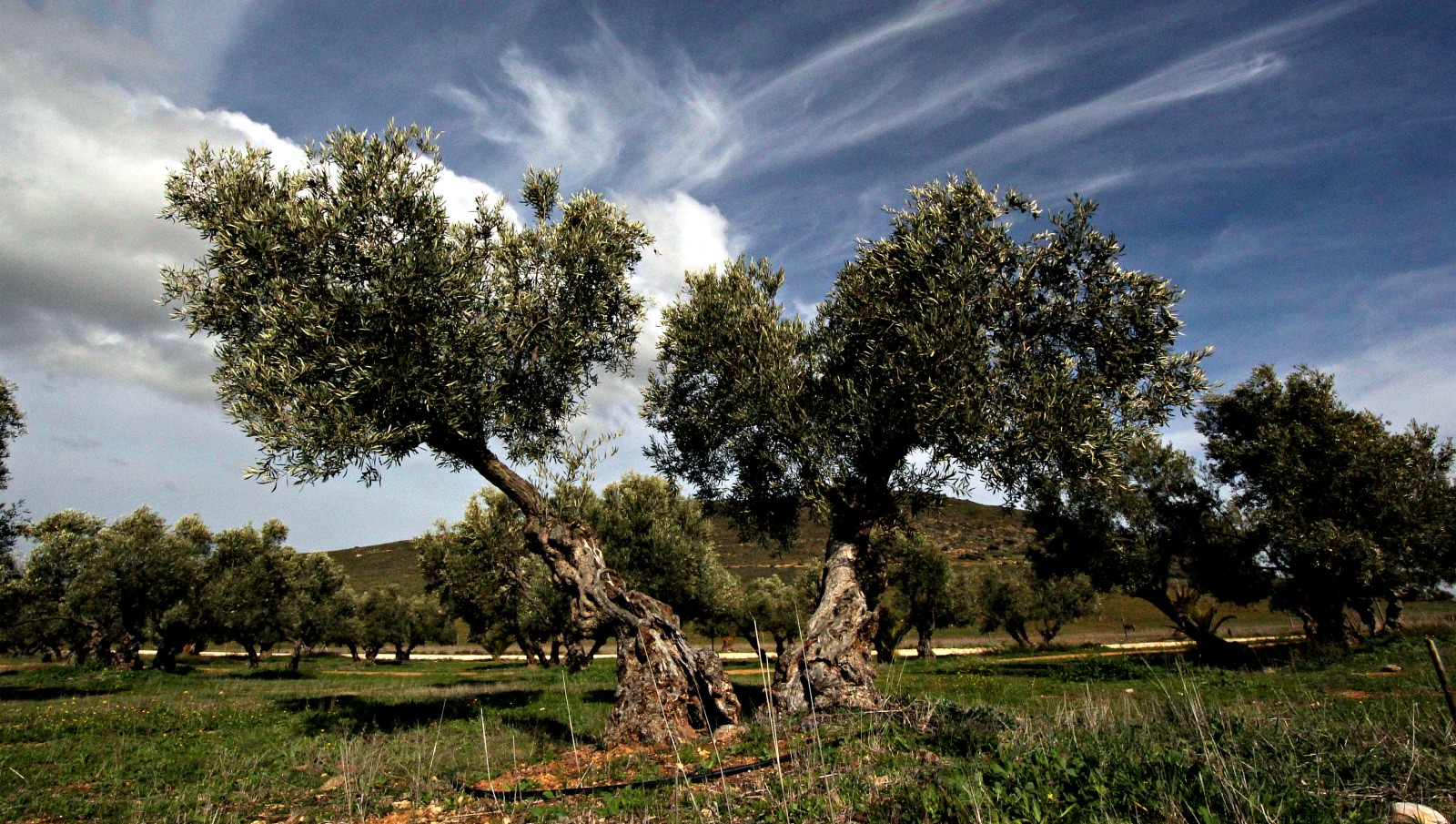 Finca La Torre's Pursuit of Perfection in Málaga finca-la-torres-pursuit-of-perfection-in-malaga