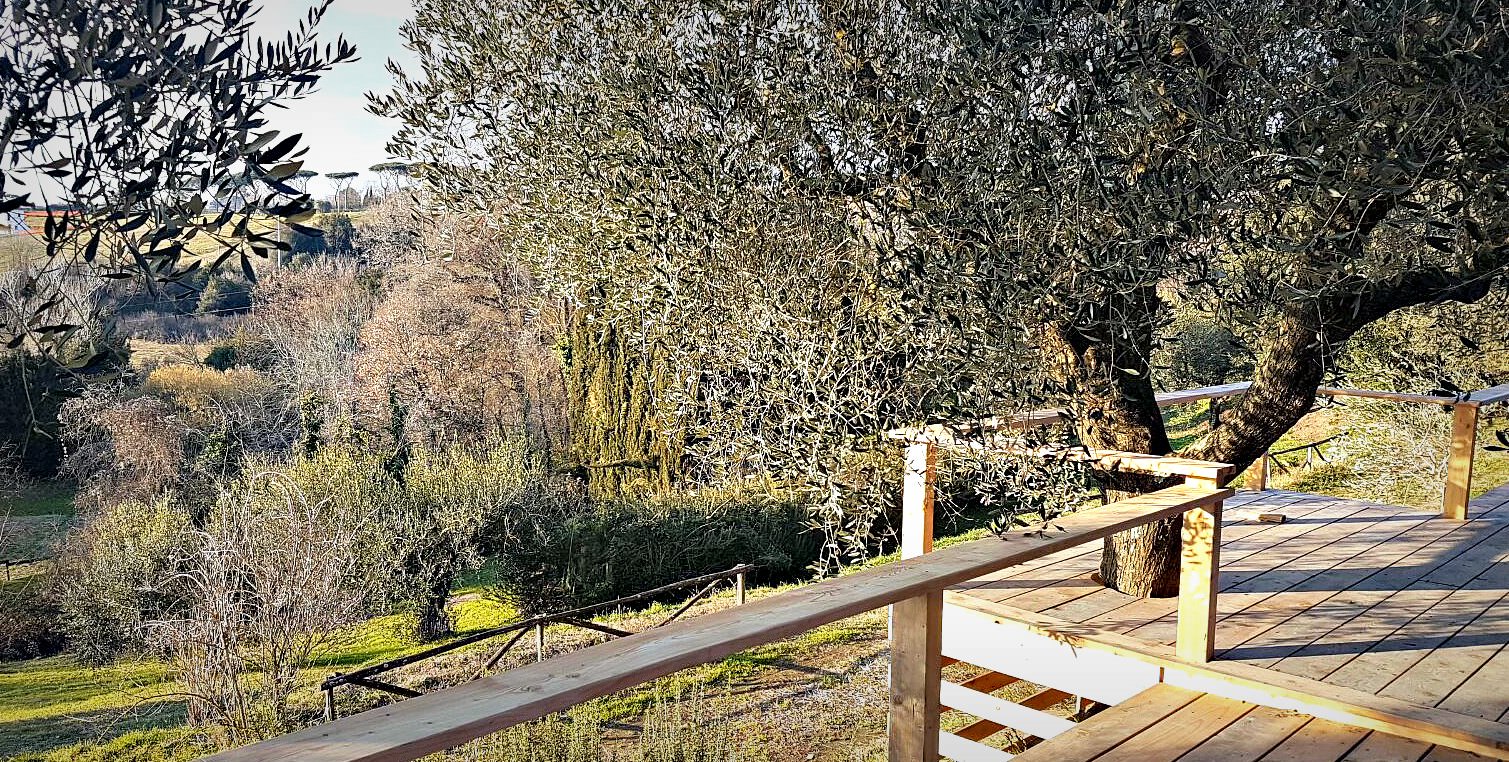 Architect Sees Unique Challenge in Olive Treehouses architect-sees-unique-challenge-in-olive-treehouses