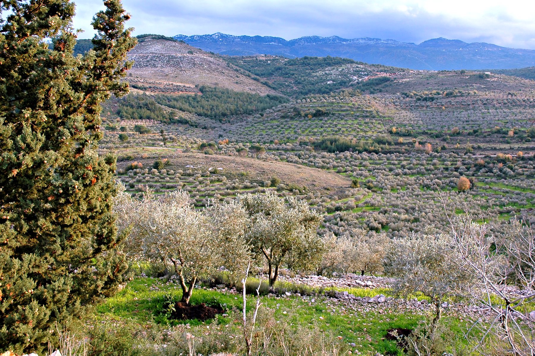 Lebanese Olive Oil: Exploring Intricacies of a Sector With Potential lebanese-olive-oil-exploring-intricacies-of-a-sector-with-potential