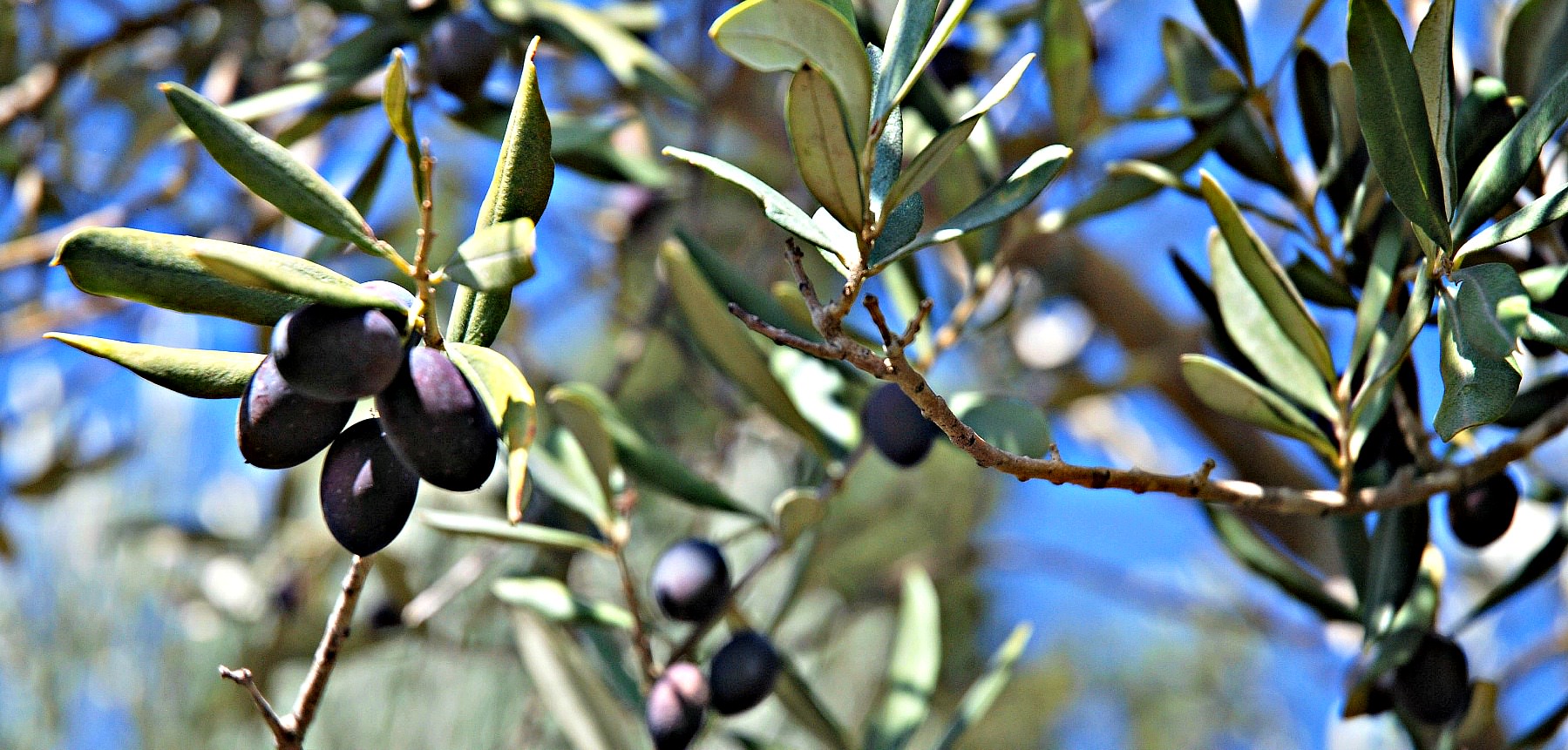 Lebanese Olive Oil: Exploring Intricacies of a Sector With Potential lebanese-olive-oil-exploring-intricacies-of-a-sector-with-potential