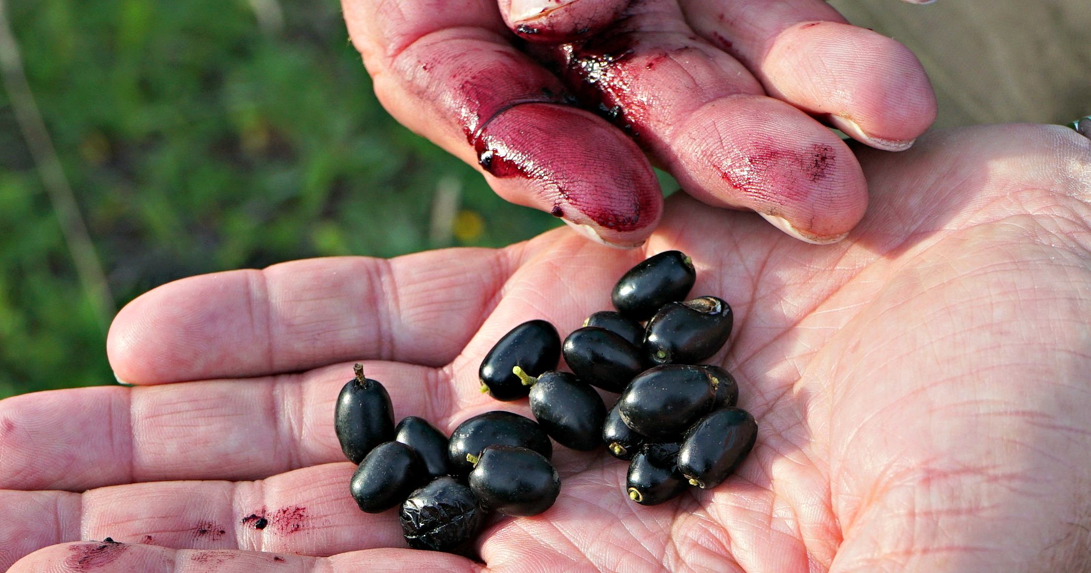 A Forgotten Treasure: Making Oil from Wild Olives a-forgotten-treasure-making-oil-from-wild-olives