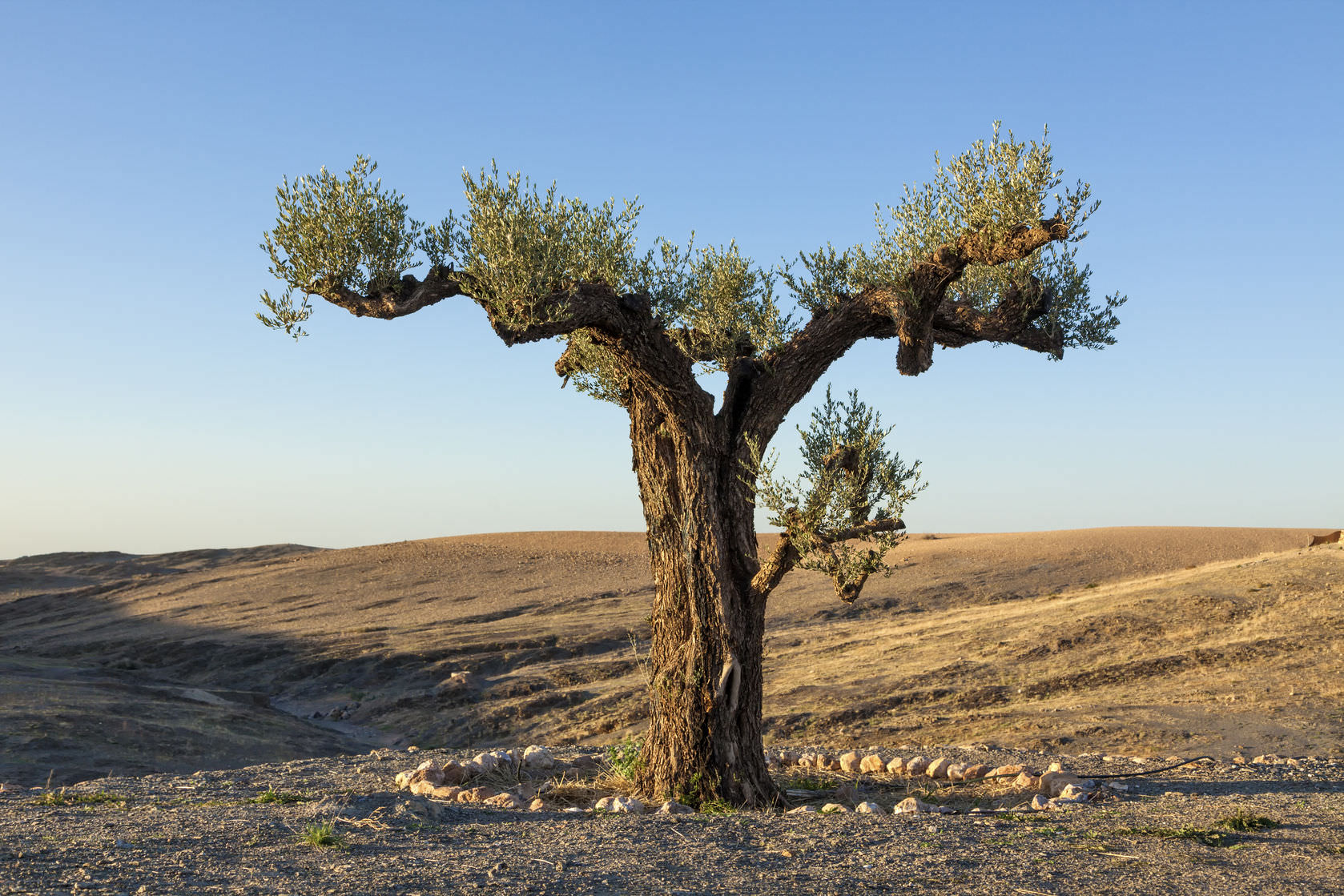 Workshops Support Moroccan Olive Oil Sector workshops-support-moroccan-olive-oil-sector