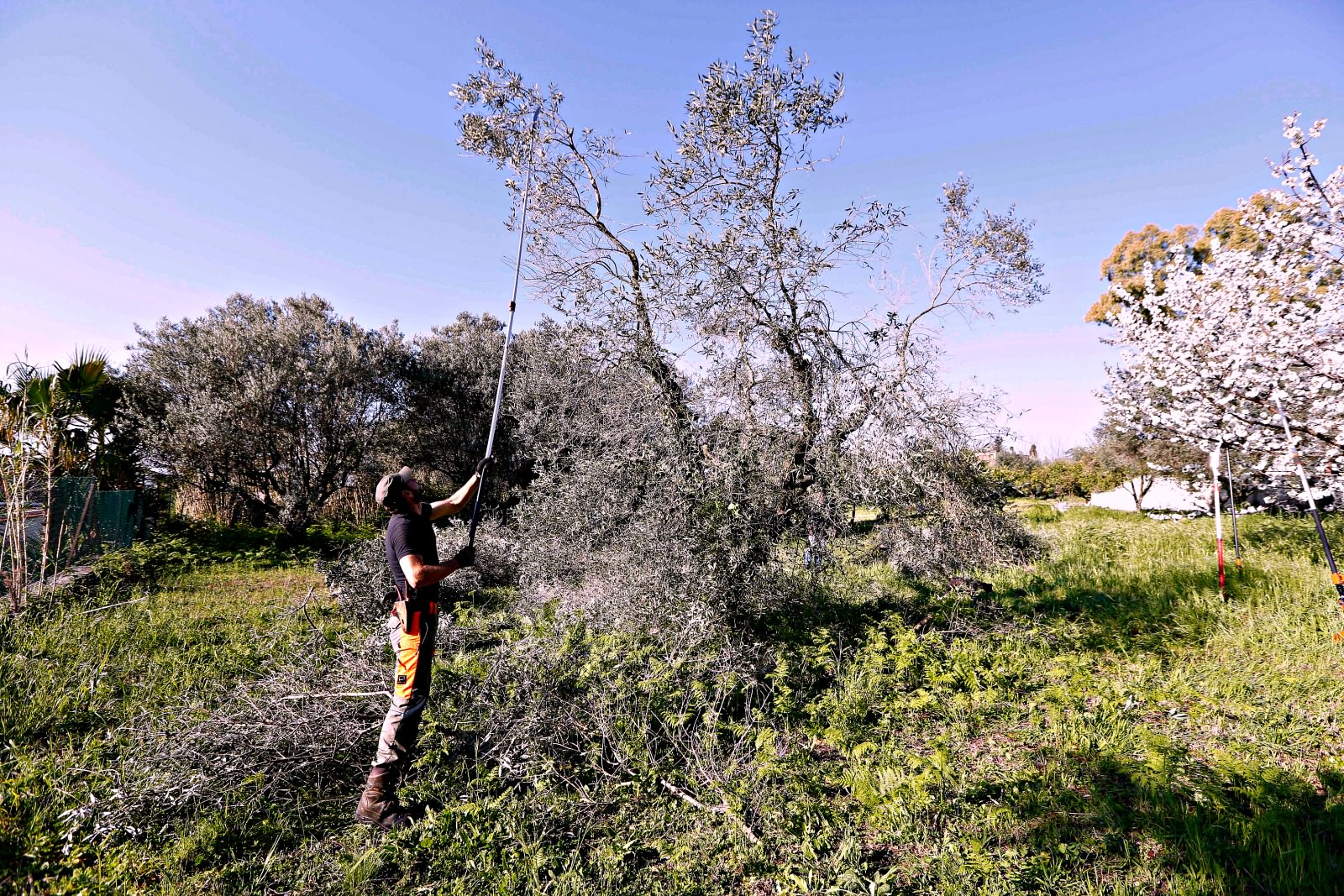 An Afternoon With the Pruning Champion an-afternoon-with-the-pruning-champion
