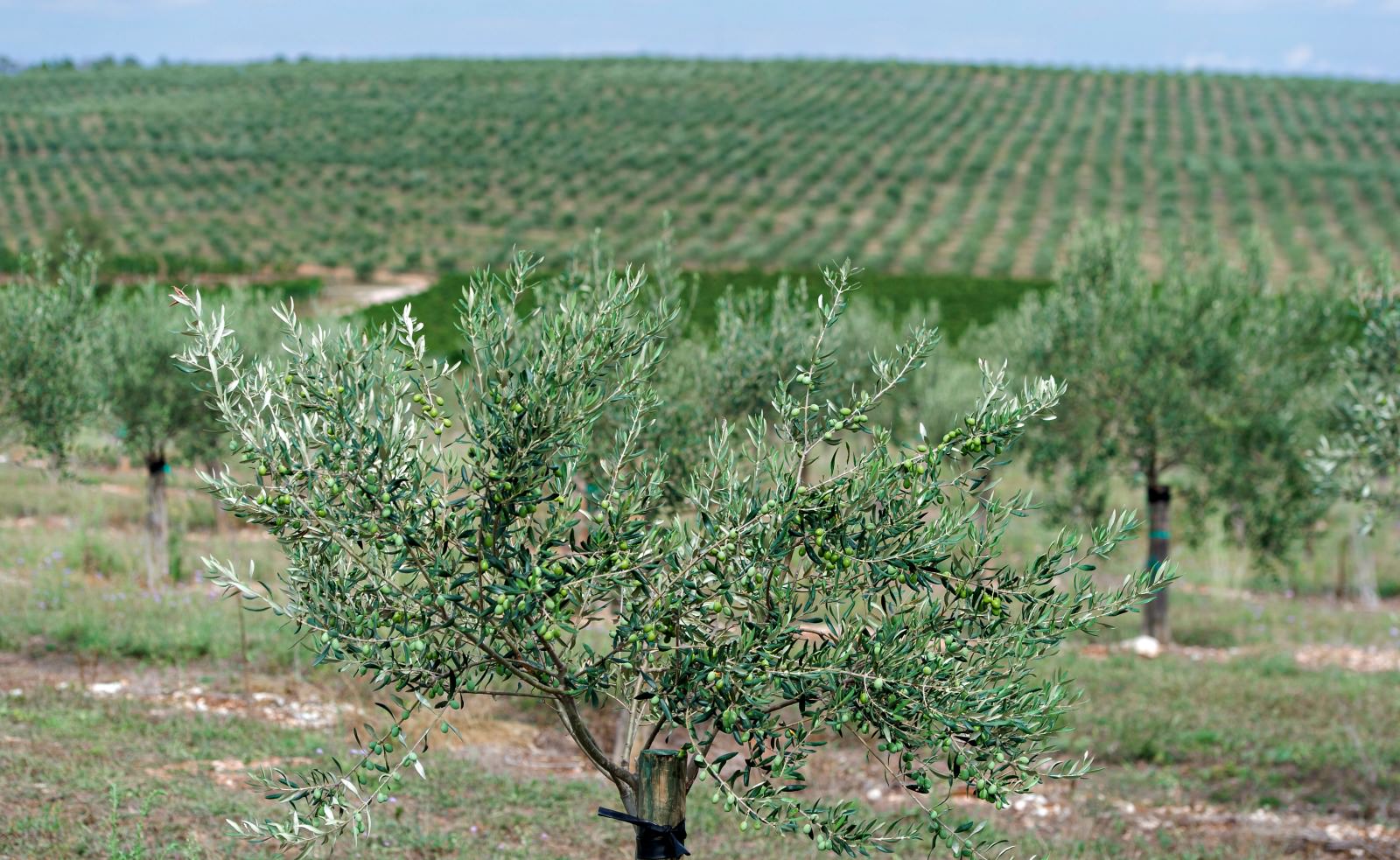 Croatians' Pursuit of Quality Pays Off at NYIOOC croatians-pursuit-of-quality-pays-off-at-nyiooc