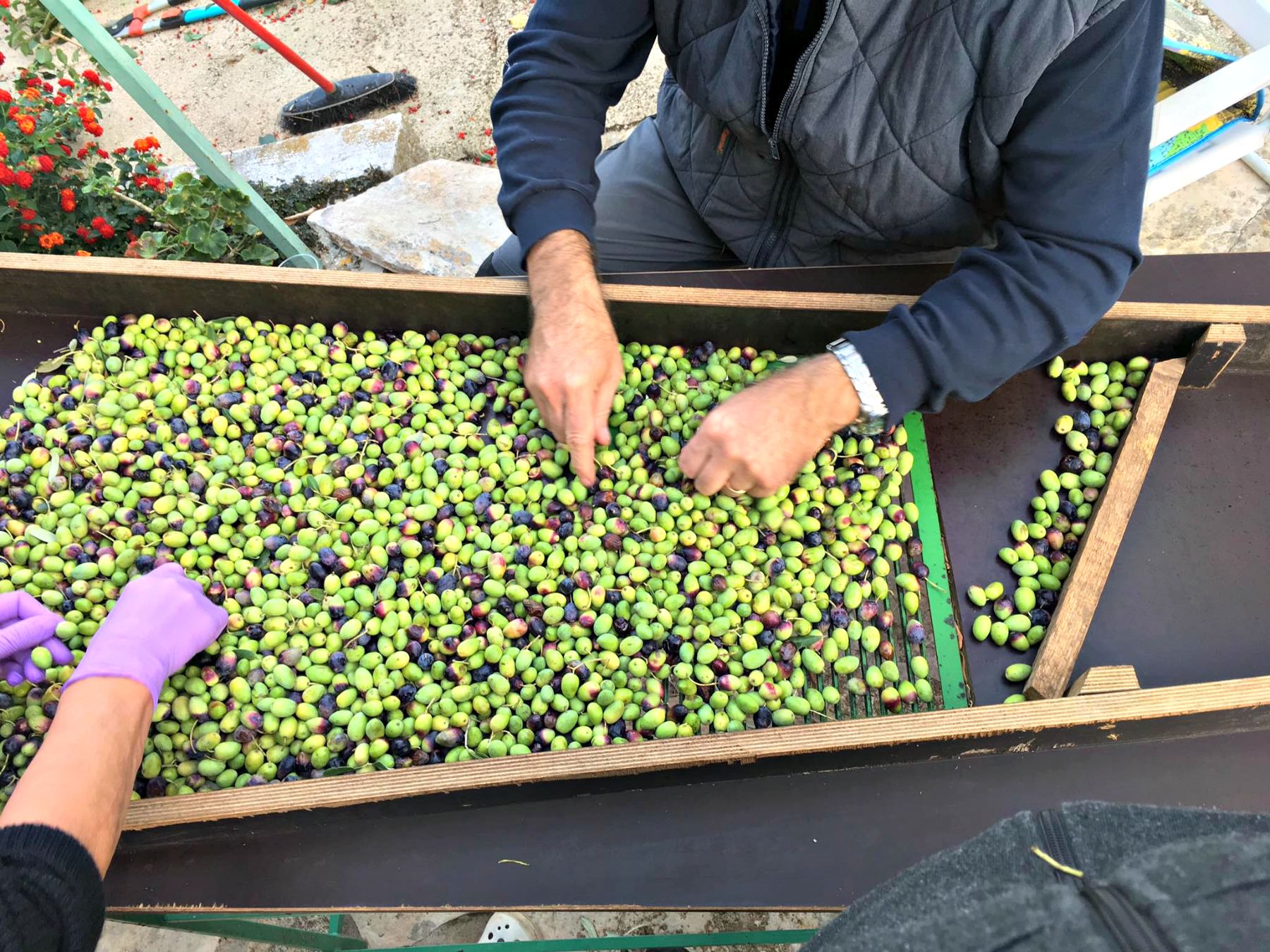 Olive Oil Producers from Small Croatian Island Strike Gold, Together olive-oil-producers-from-small-croatian-island-strike-gold-together