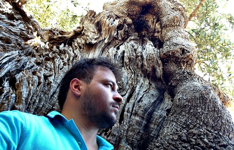 Apulian Startup Promotes Secular Olive Trees in Single Doses apulian-startup-promotes-secular-olive-trees-in-single-doses