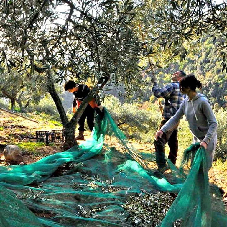 Nonprofit Sees Olive Oil Culture As a Way to Help Troubled Youths nonprofit-sees-olive-oil-culture-as-a-way-to-help-troubled-youths