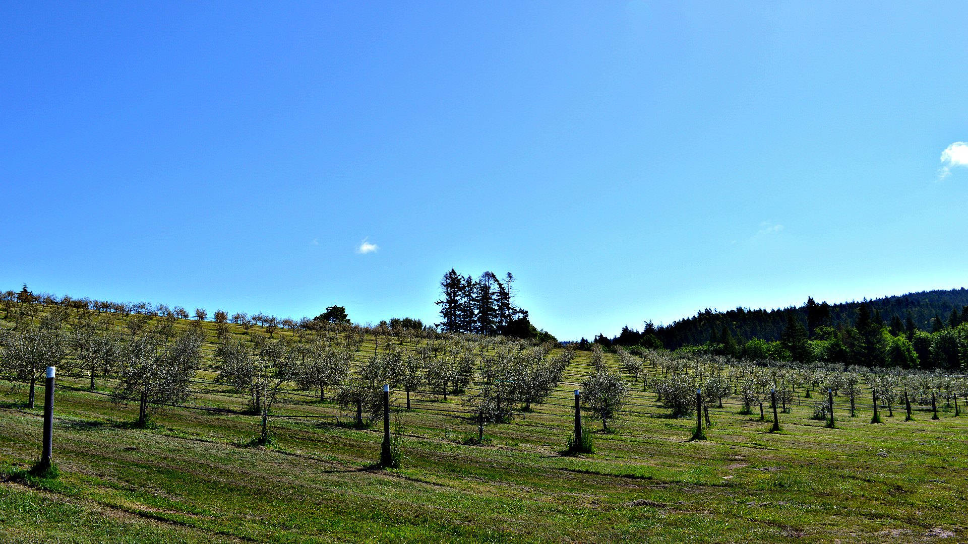 Against All Odds: The First Olive Oil From Canada against-all-odds-the-first-olive-oil-from-canada