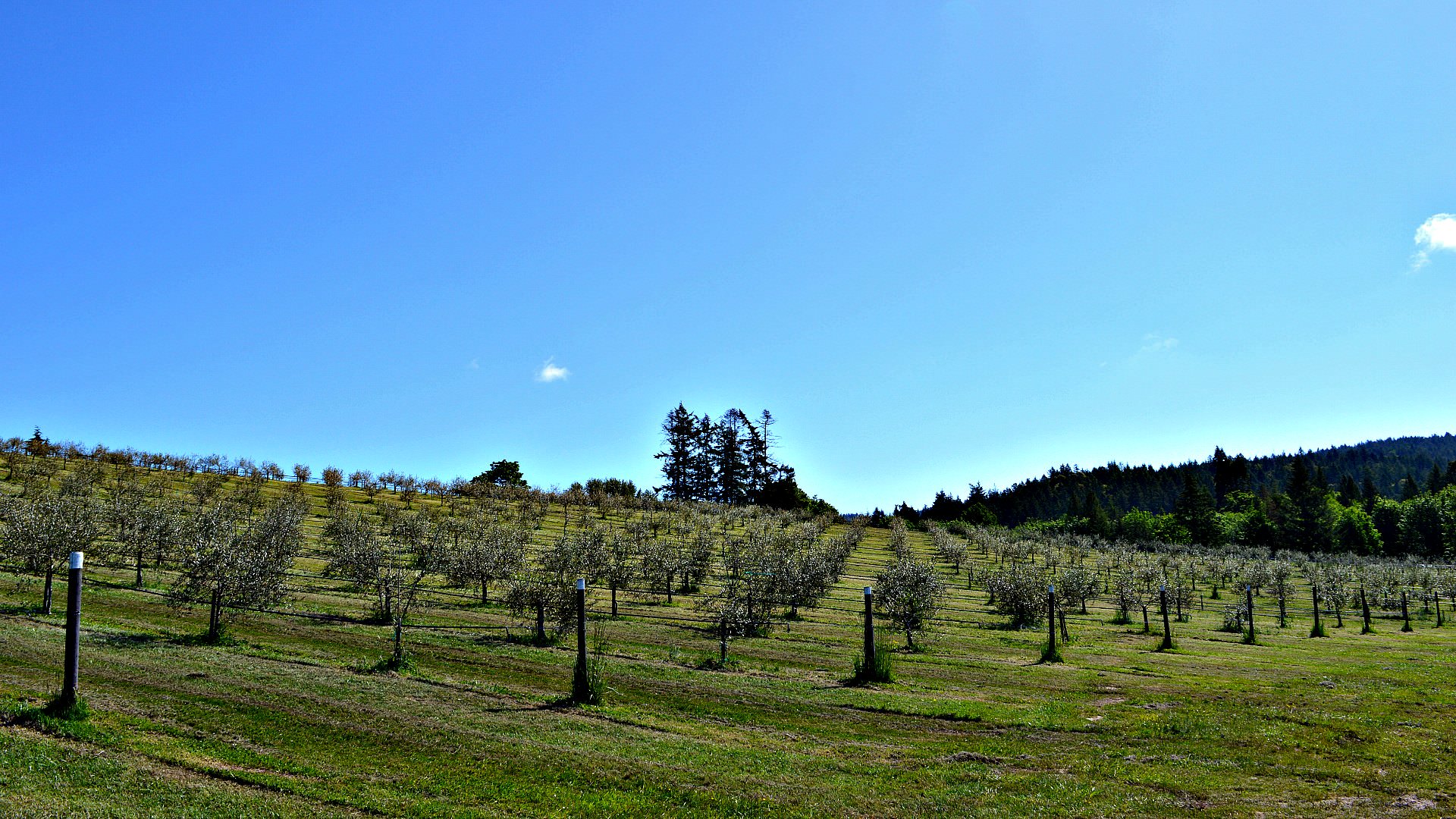 against-all-odds-the-first-olive-oil-from-canada