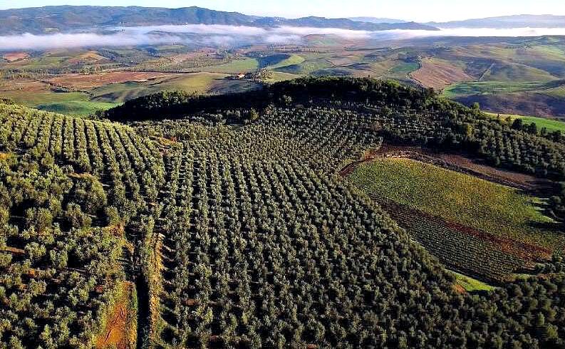 6th 'Extrascape' Recognizes Outstanding Olive Oil Landscapes 6th-extrascape-recognizes-outstanding-olive-oil-landscapes