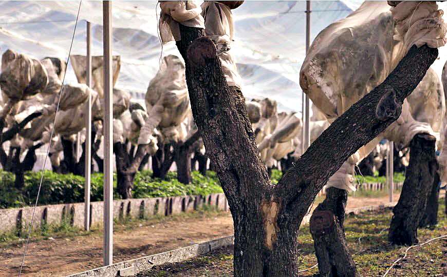 New Clashes in Puglia As 42 Olive Trees Are Moved for Pipeline new-clashes-in-puglia-as-42-olive-trees-are-moved-for-pipeline