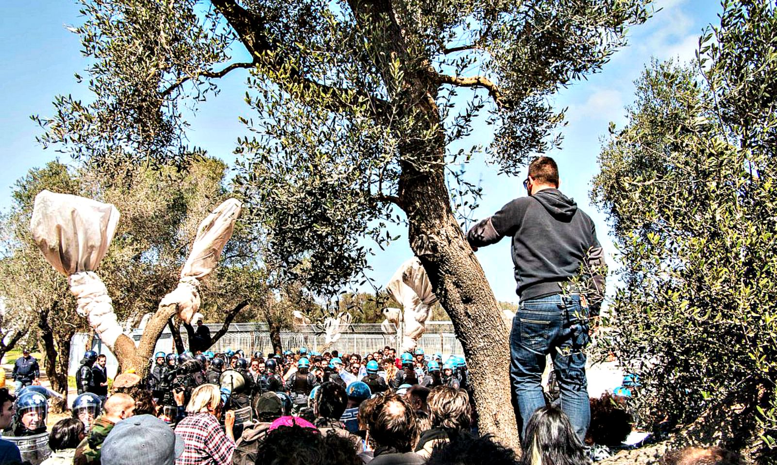 New Clashes in Puglia As 42 Olive Trees Are Moved for Pipeline new-clashes-in-puglia-as-42-olive-trees-are-moved-for-pipeline